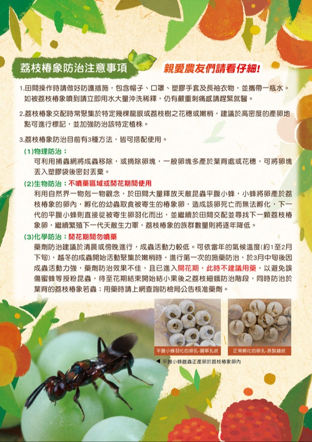 荔枝椿象2